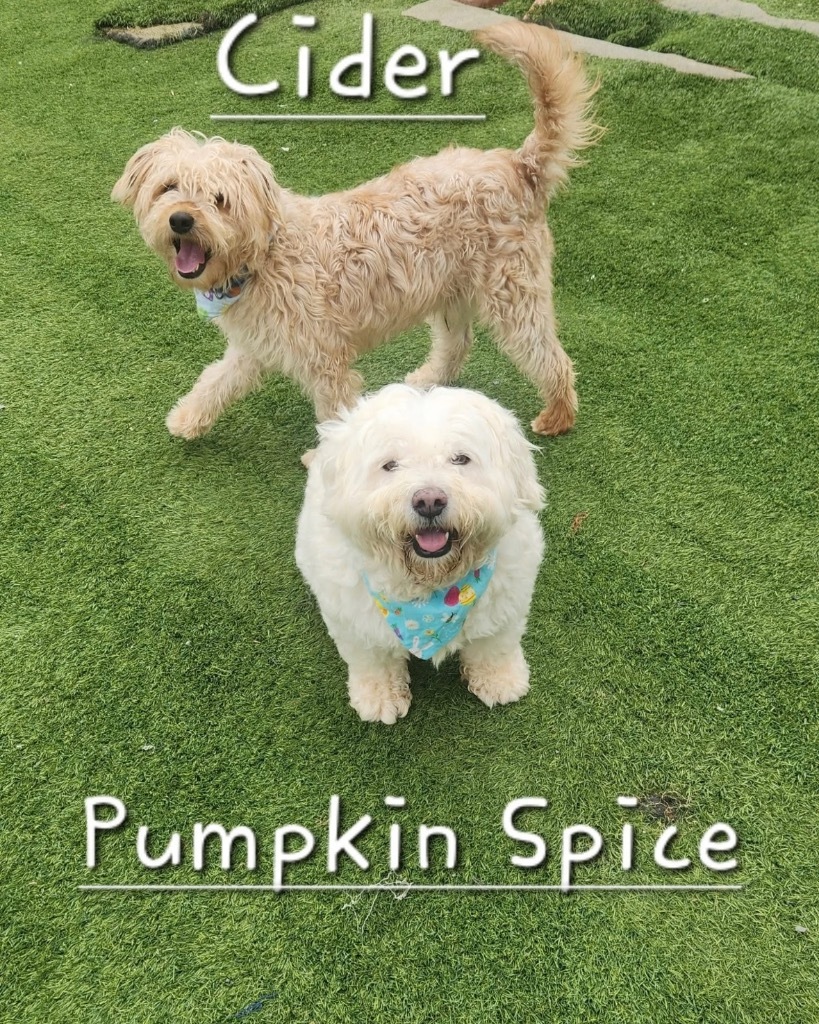 Cider / Pumpkin Spice