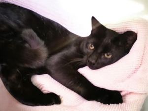 Onyx, Adult Female Domestic Short Hair