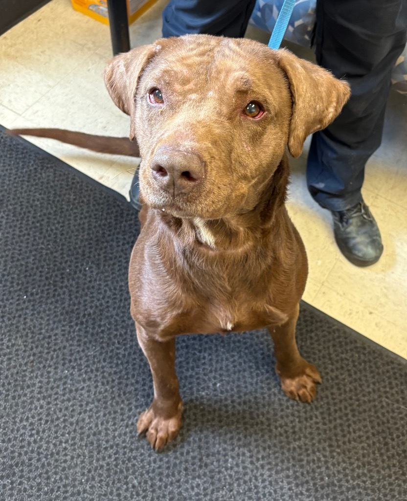 Loki, an adoptable Labrador Retriever, Pit Bull Terrier in Rock Springs, WY, 82901 | Photo Image 1