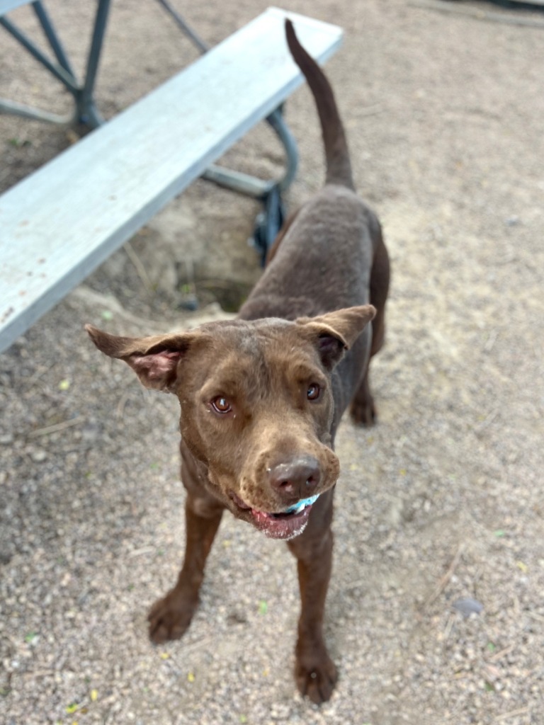 Loki, an adoptable Labrador Retriever, Pit Bull Terrier in Rock Springs, WY, 82901 | Photo Image 1