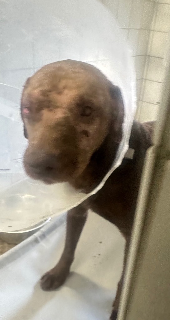 Loki, an adoptable Labrador Retriever, Pit Bull Terrier in Rock Springs, WY, 82901 | Photo Image 2