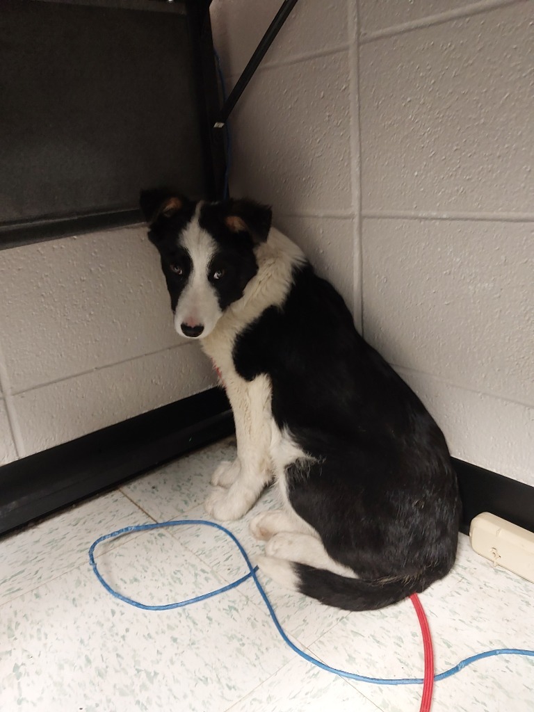 Justin, an adoptable Border Collie in Rock Springs, WY, 82901 | Photo Image 1