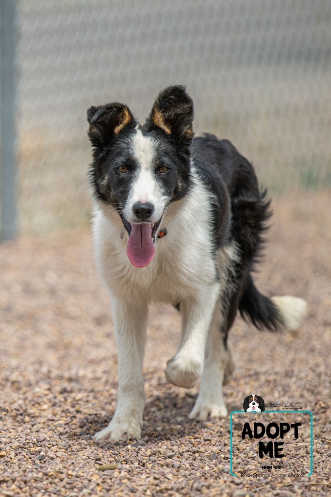 Justin, an adoptable Border Collie in Rock Springs, WY, 82901 | Photo Image 1