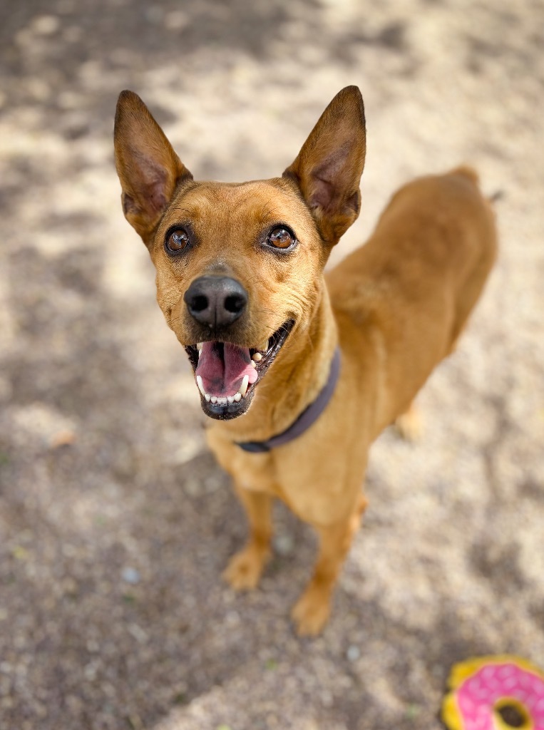 Lucy, an adoptable Labrador Retriever, Mixed Breed in Rock Springs, WY, 82901 | Photo Image 1