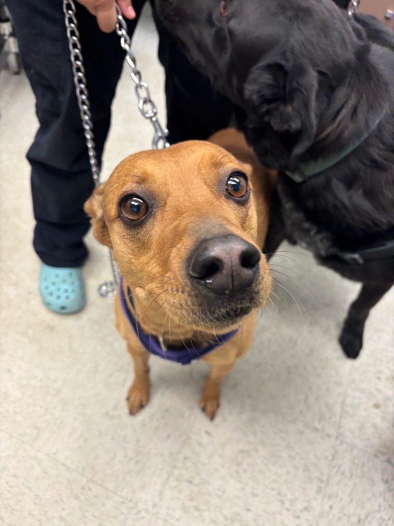 Lucy, an adoptable Labrador Retriever, Mixed Breed in Rock Springs, WY, 82901 | Photo Image 2