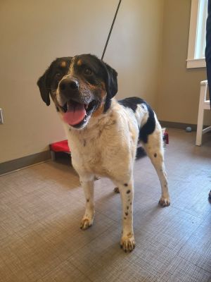 Finch Yrly 181, Adult Male Hound