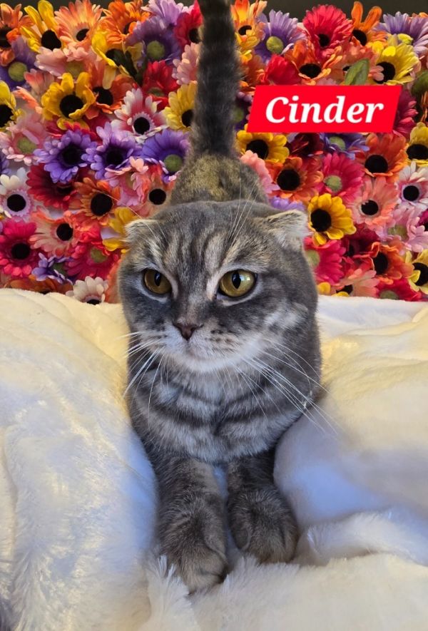 Cinder thumbnail 1