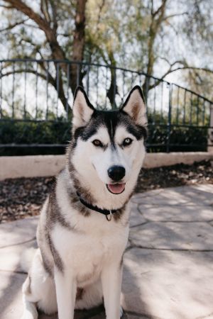 Lady Hawke, Adult Female Siberian Husky