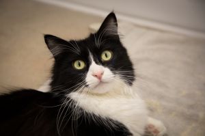 Oreo, Adult Male Domestic Long Hair
