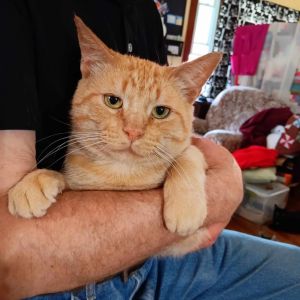 Edmond Dante, Adult Male Domestic Short Hair