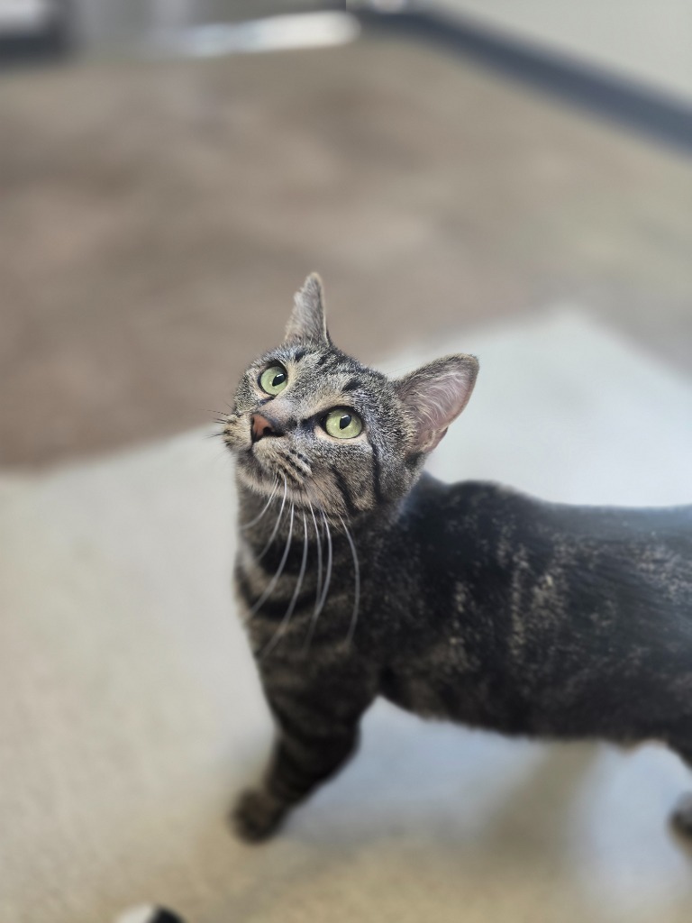 Cougar, an adoptable Domestic Short Hair in Minot, ND, 58702 | Photo Image 1