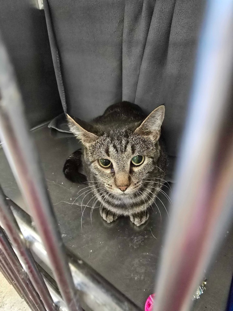 Cougar, an adoptable Domestic Short Hair in Minot, ND, 58702 | Photo Image 2