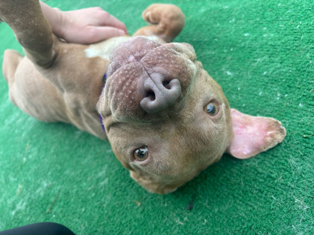 Lala