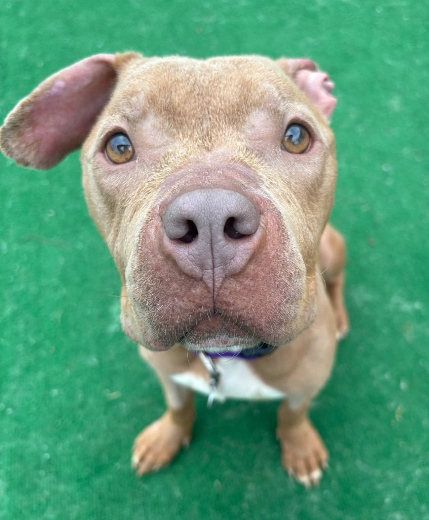 Lala