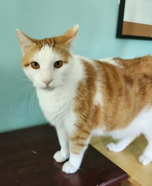 Tigger, Adult Male Domestic Short Hair