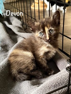 Devon, Baby Female Domestic Long Hair
