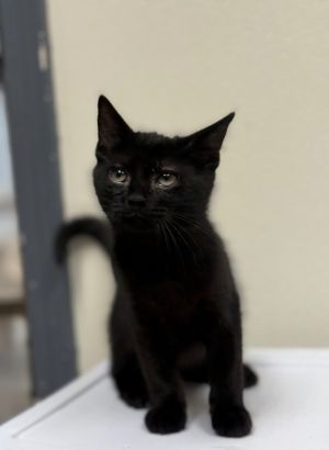 Levi, Baby Male Domestic Short Hair