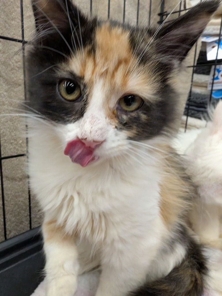 Abyssinian, an adoptable Domestic Medium Hair in Calgary, AB, T3S 0C5 | Photo Image 3