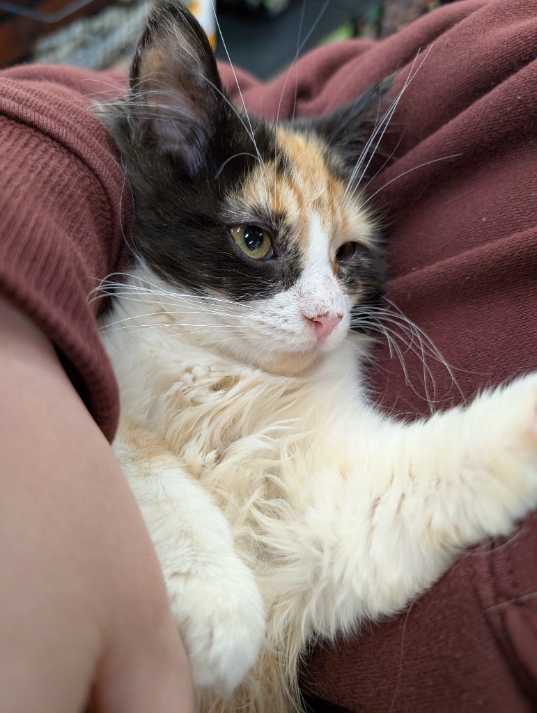 Abyssinian, an adoptable Domestic Medium Hair in Calgary, AB, T3S 0C5 | Photo Image 4