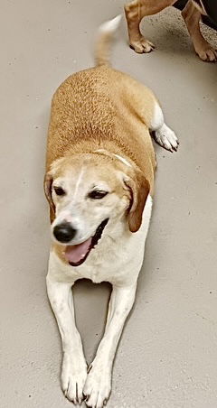 GINGER (Spayed!)