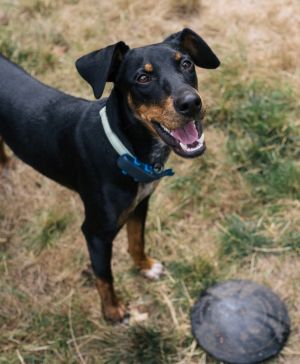 Animal Profile Pippin stole our hearts from the start He was reported to our rescue partners in De