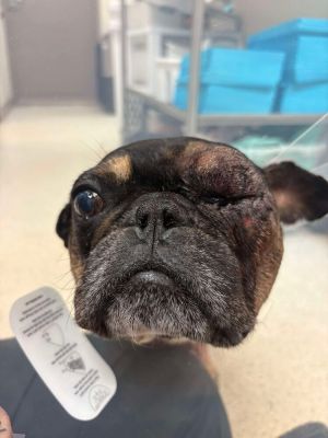 You can fill out an adoption application online on our official websiteMeet Frankie GA the one-e