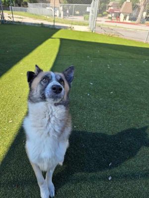 You can fill out an adoption application online on our official websitePercy TX is a male Shepher
