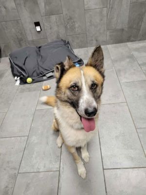 Percy TX Shepherd Dog