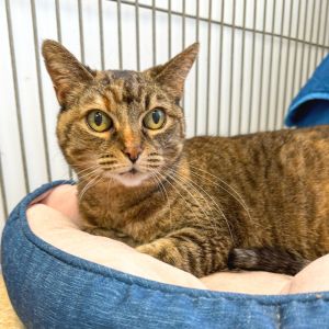 Hi My name is Spud and Im at the Santa Barbara Campus Im a 15 year old female American Shorthair