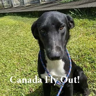 Fender, an adoptable Mixed Breed in Volcano, HI, 96785 | Photo Image 1