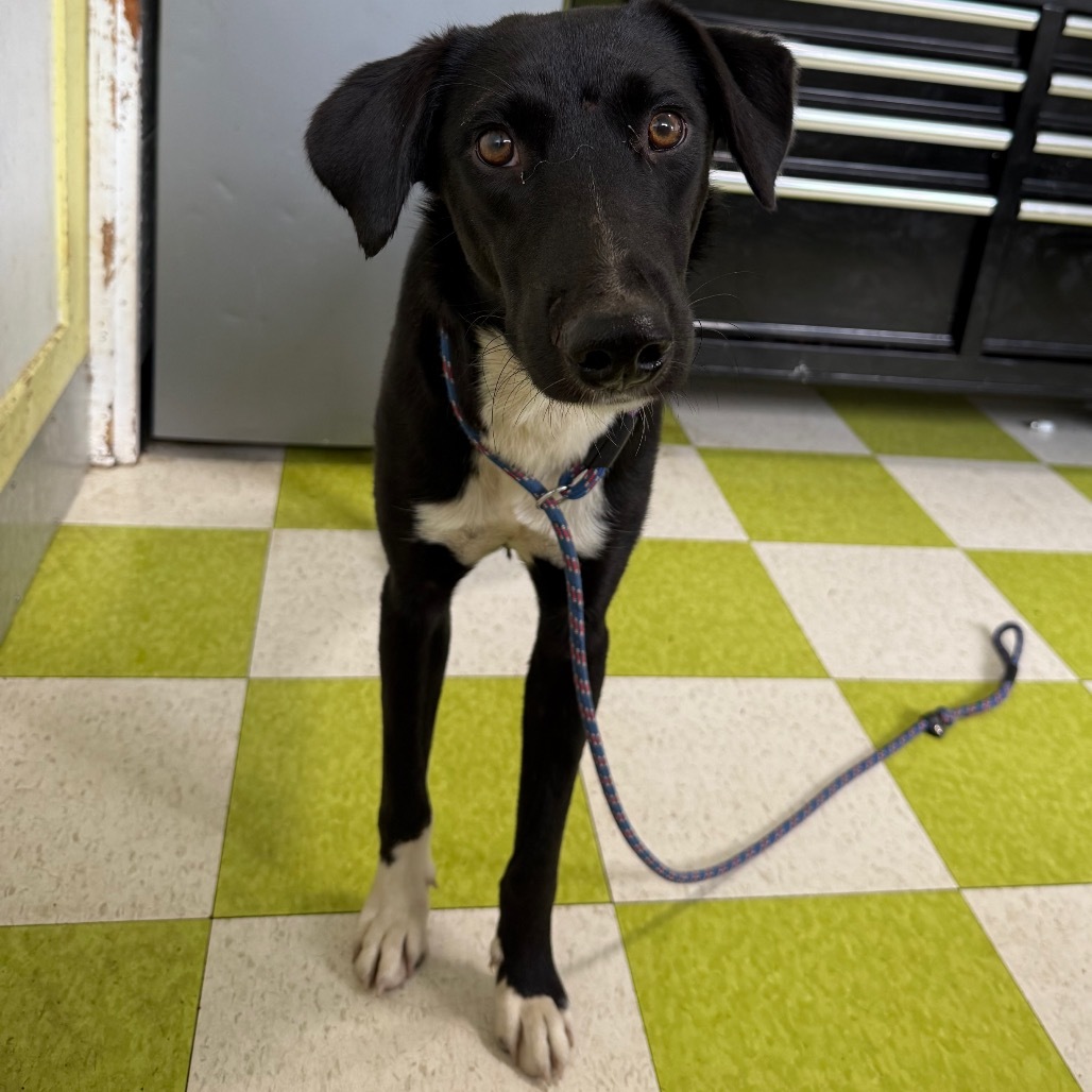 Fender, an adoptable Mixed Breed in Volcano, HI, 96785 | Photo Image 2