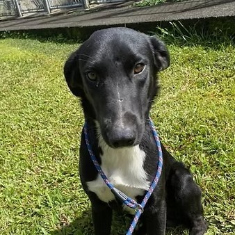 Fender, an adoptable Mixed Breed in Volcano, HI, 96785 | Photo Image 3