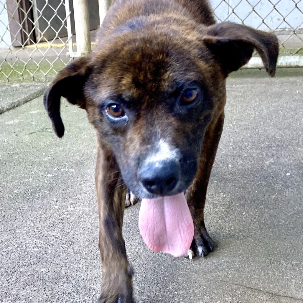 Gizmo, an adoptable Mixed Breed in Volcano, HI, 96785 | Photo Image 1