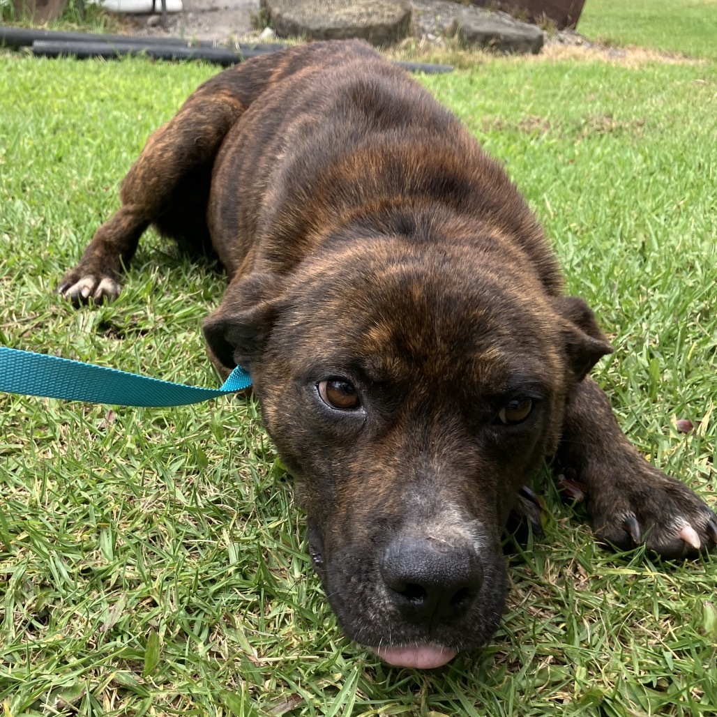 Gizmo, an adoptable Mixed Breed in Volcano, HI, 96785 | Photo Image 2