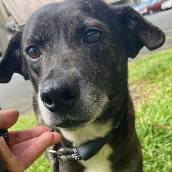 Ube, an adoptable Mixed Breed in Volcano, HI, 96785 | Photo Image 1