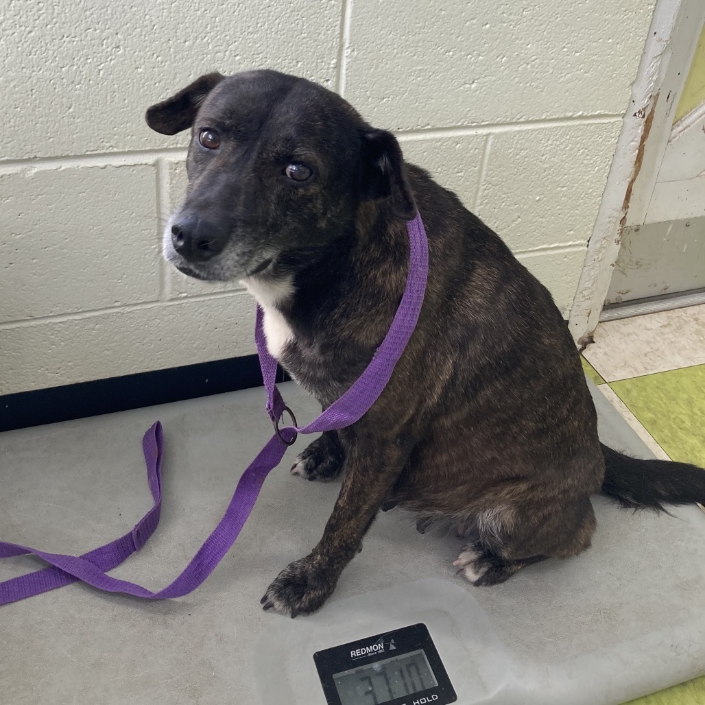 Ube, an adoptable Mixed Breed in Volcano, HI, 96785 | Photo Image 2