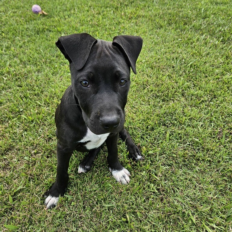 Super Bowl Litter: Blankenship, an adoptable Mixed Breed in Keaau, HI, 96749 | Photo Image 1