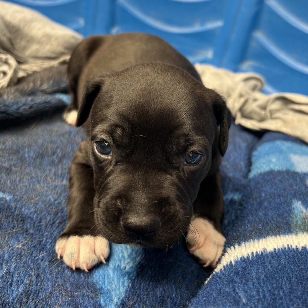 Super Bowl Litter: Blankenship, an adoptable Mixed Breed in Keaau, HI, 96749 | Photo Image 2
