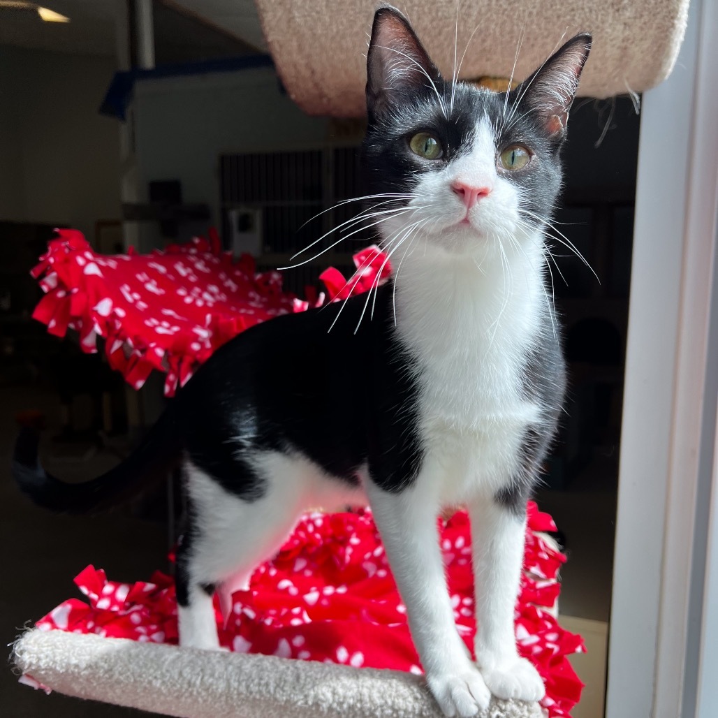 Katana, an adoptable Domestic Short Hair in Conway, NH, 03818 | Photo Image 1