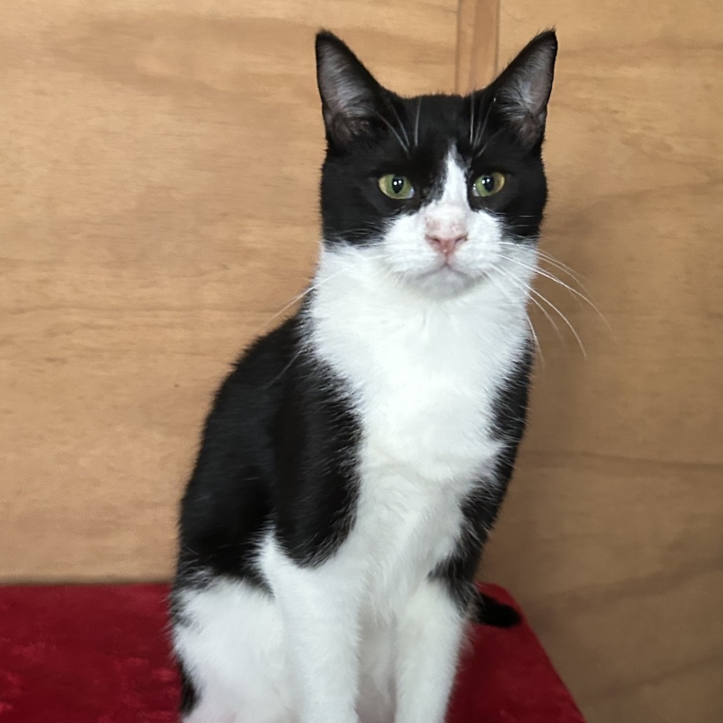 Katana, an adoptable Domestic Short Hair in Conway, NH, 03818 | Photo Image 2