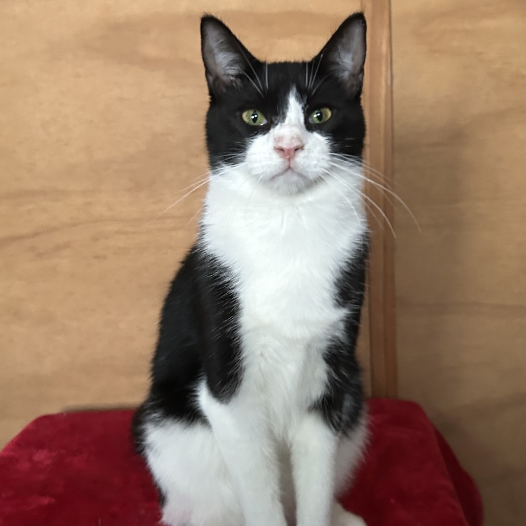 Katana, an adoptable Domestic Short Hair in Conway, NH, 03818 | Photo Image 3