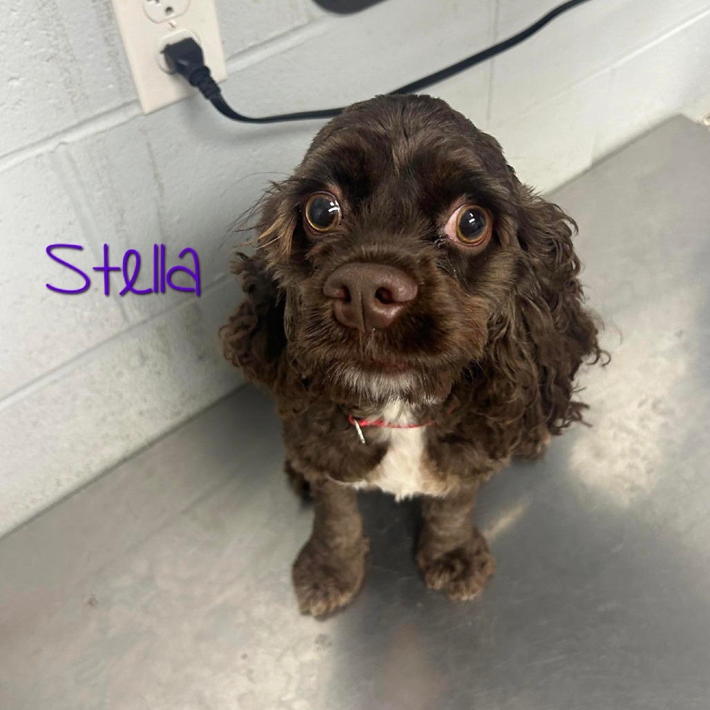 Stella