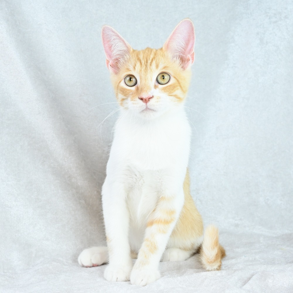Apricot
