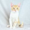 Apricot photo 5