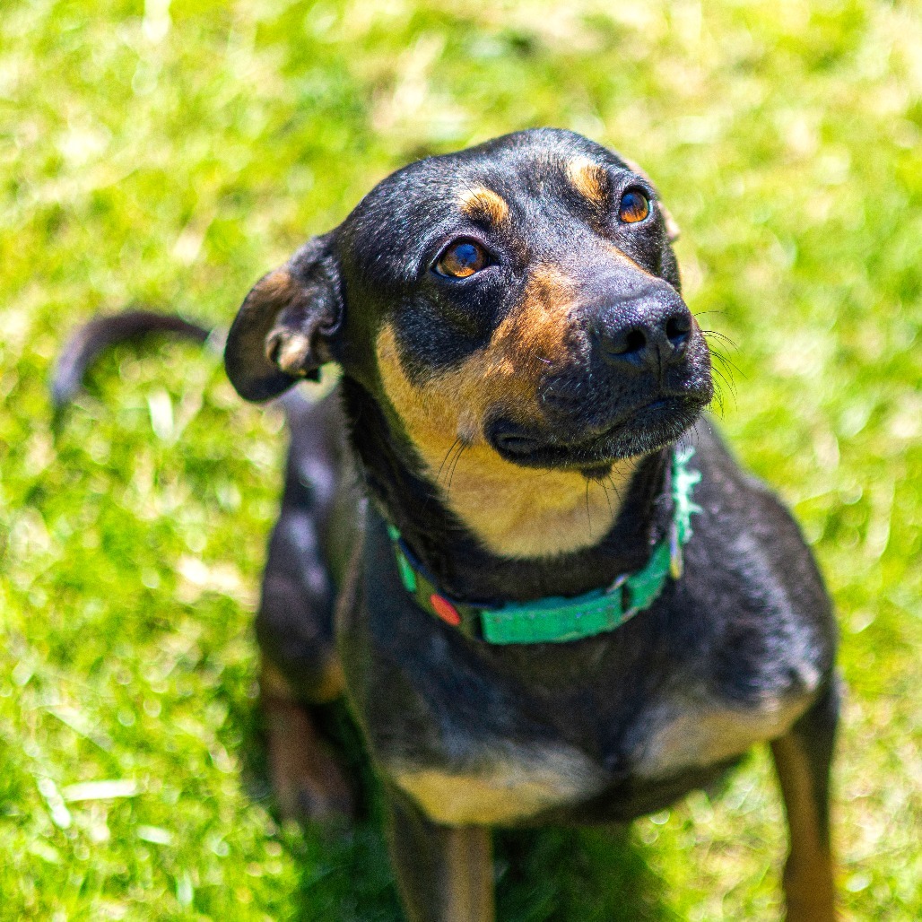 Dixie