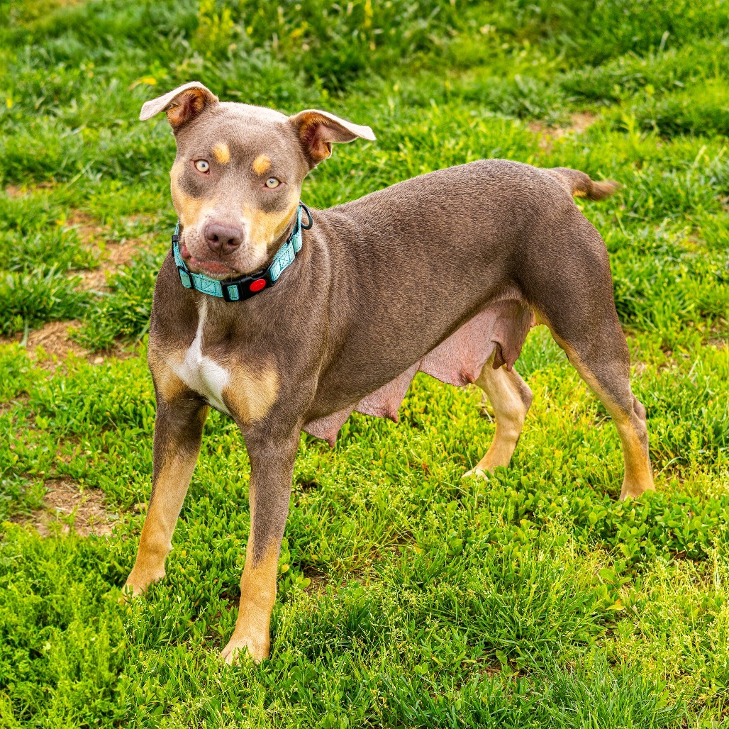 Dixie