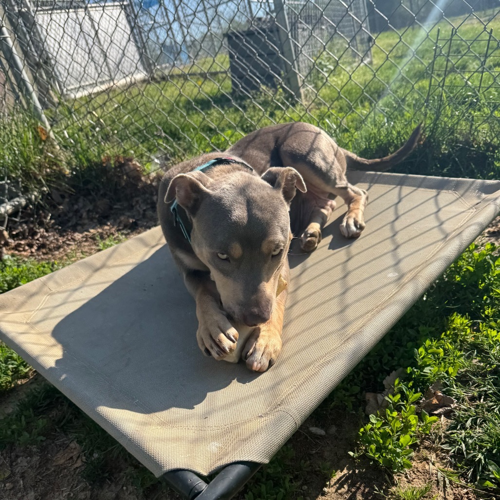 Dixie