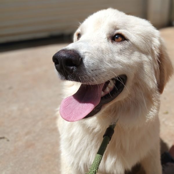 Pet Image
