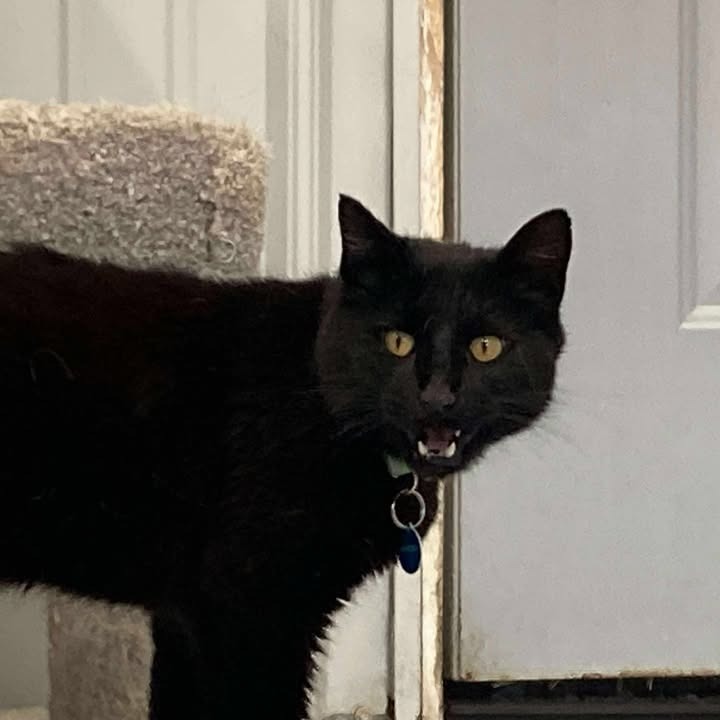 Bagheera