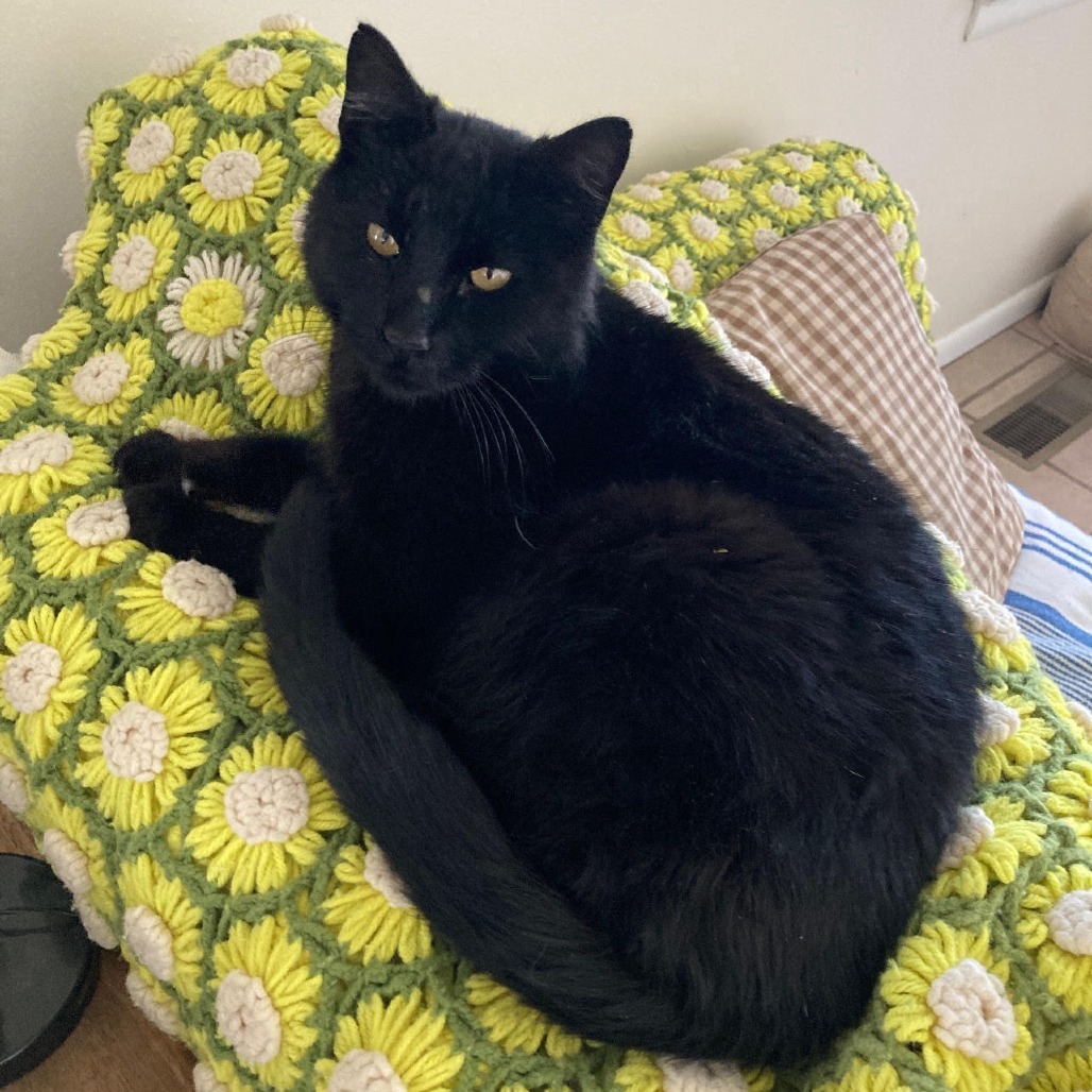 Bagheera